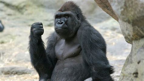 TheGorillaGrip's Videos .